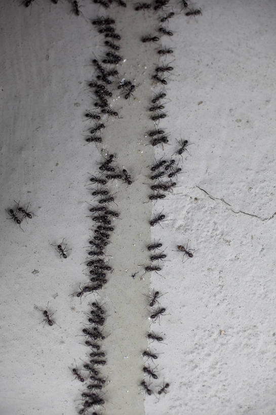 无人,竖图,俯视,室内,特写,白天,野生动物,许多,阴影,朦胧,模糊,反射,昆虫,蚂蚁,影子,地面,很多,黑色,动物,爬,可爱,活泼,蚁,玄驹,益虫,彩图,高角度拍摄,全身