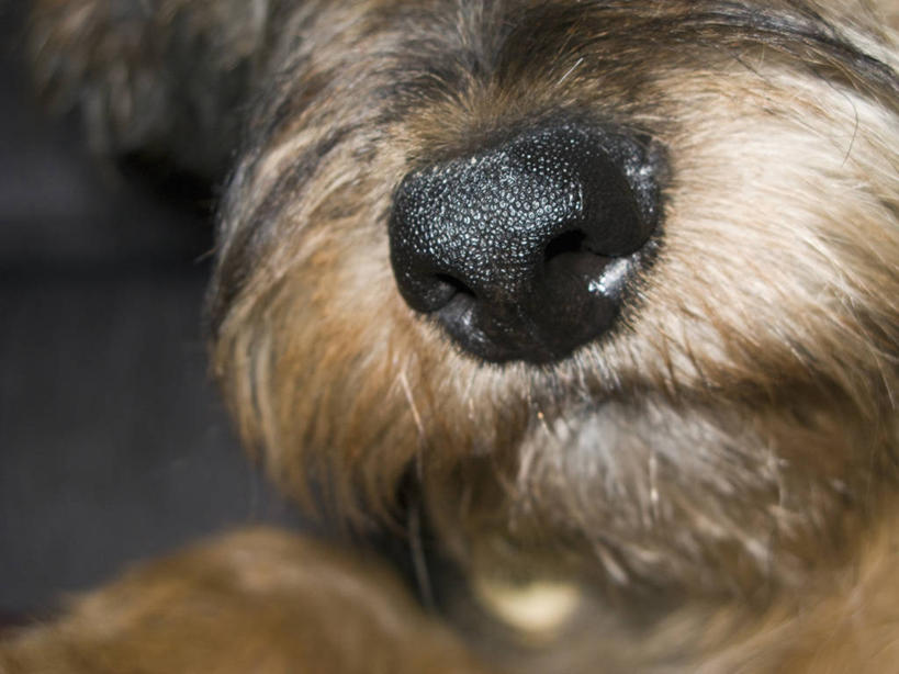 鼻子,无人,横图,室内,特写,白天,正面,宠物,狗,朦胧,模糊,一只,黑色,动物,可爱,摄影,影棚,忠诚,鼻,鼻孔,犬,彩图,影棚拍摄,拍摄