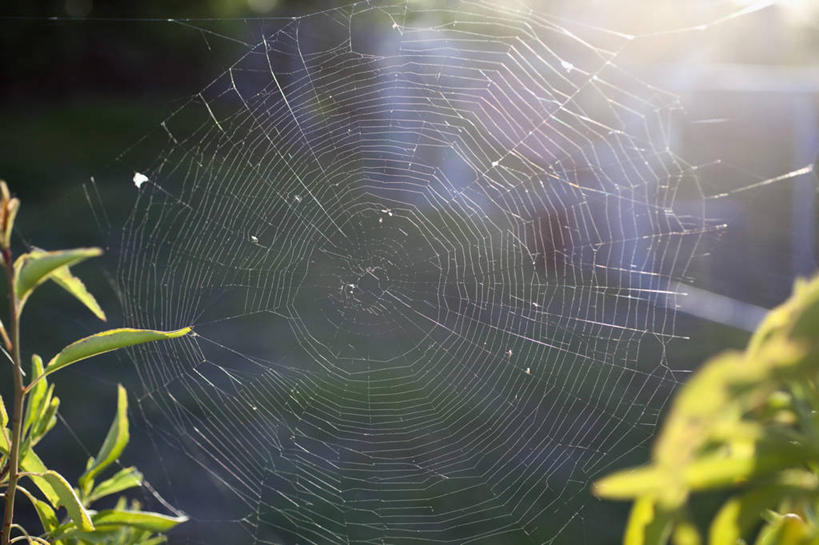 无人,横图,室外,特写,白天,正面,美景,叶子,澳大利亚,阴影,朦胧,模糊,光线,蜘蛛网,网,影子,景观,绿叶,阳光,自然,嫩叶,景色,蜘蛛丝,自然风光,大洋洲,澳洲,墨尔本,南方大陆,首府,蛛网,澳大利亚联邦,维多利亚,维多利亚州,新金山,捕杀,猎取,蛛丝,叶,叶片,彩图
