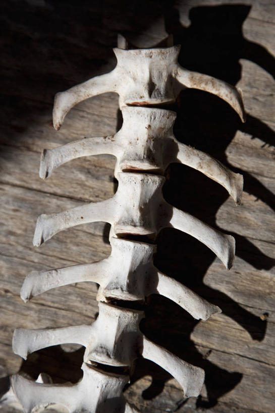 脊髓,骨骼,无人,竖图,室外,特写,白天,正面,静物,阴影,光线,影子,墙,骨头,墙壁,墙面,阳光,死亡,骨架,殒命,灭亡,脊柱,彩图