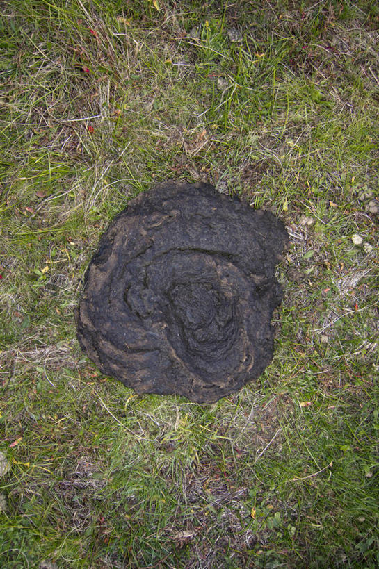 无人,竖图,俯视,室外,特写,白天,草地,草坪,植物,阴影,光线,残渣,影子,草,一个,绿色,阳光,单个,大便,粪便,排泄物,粪,屎,牛粪,彩图,高角度拍摄,久瓦