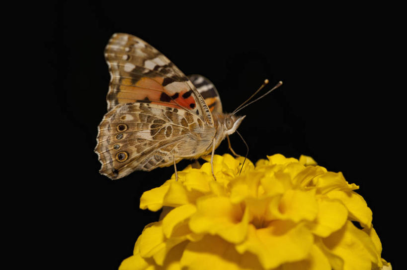 无人,横图,室外,特写,白天,侧面,旅游,度假,骄傲,美景,八仙花,蝴蝶,德国,欧洲,黑色背景,朦胧,模糊,盛开,昆虫,景观,首都,花蕾,停留,娱乐,柏林,花,花瓣,花朵,鲜花,一只,黄色,自然,动物,花苞,花蕊,绣球花,享受,休闲,景色,放松,蛱蝶,紫阳花,洋绣球,停止,西欧,自然风光,益虫,德意志联邦共和国,草绣球,斗球,七变化,粉团花,四足蝶,善变,柏林州,逗留,停顿,红蛱蝶,小红蛱蝶,彩图,全身