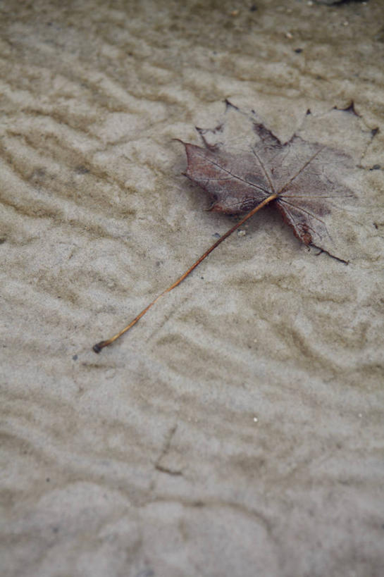 无人,竖图,俯视,室内,特写,白天,旅游,度假,河流,美景,水,叶子,德国,欧洲,沙子,河水,景观,水流,枯叶,落叶,娱乐,小溪,自然,溪水,享受,休闲,景色,放松,西欧,自然风光,德意志联邦共和国,勃兰登堡,勃兰登堡州,叶,叶片,彩图,高角度拍摄