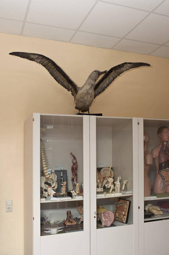 无人,竖图,室内,白天,正面,柜子,海鸟,鸟,信天翁,玻璃,伸展,张开,展翅,翅膀,鸟类,标本,墙,货架,墙壁,墙面,玻璃制品,一只,黄色,展示,储存,张开翅膀,展现,陈列柜,海鸳,展开翅膀,储备,蕴藏,贮备,彩图,全身,贮存