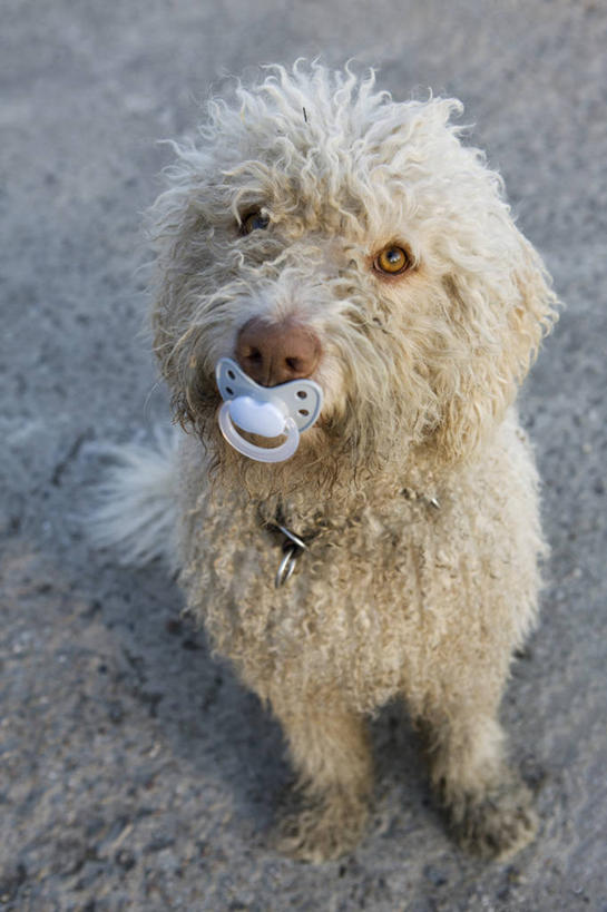 无人,坐,竖图,俯视,室外,白天,道路,路,公路,宠物,狗,咬,猎犬,交通,注视,一个,一只,动物,观察,看,可爱,单个,奶嘴,婴儿用品,安抚,观看,咬着,察看,抚慰,关注,安抚奶嘴,忠诚,葡萄牙水犬,马路,犬,坐着,彩图,高角度拍摄,全身,单猎犬