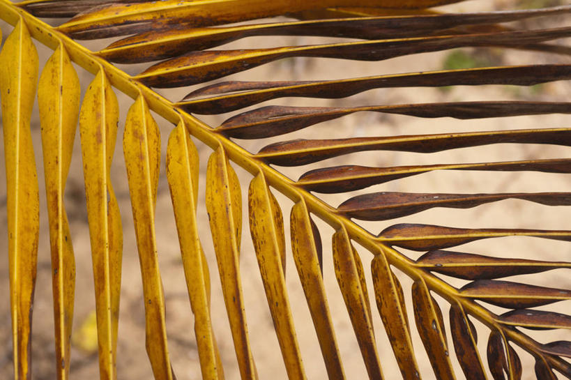 无人,横图,俯视,室外,特写,白天,美景,植物,棕榈树,叶子,枯萎,朦胧,模糊,景观,绿叶,树,树木,绿色,自然,嫩叶,景色,生长,成长,死亡,自然风光,棕榈叶,枯败,叶,叶片,棕树,棕榈,彩图,高角度拍摄