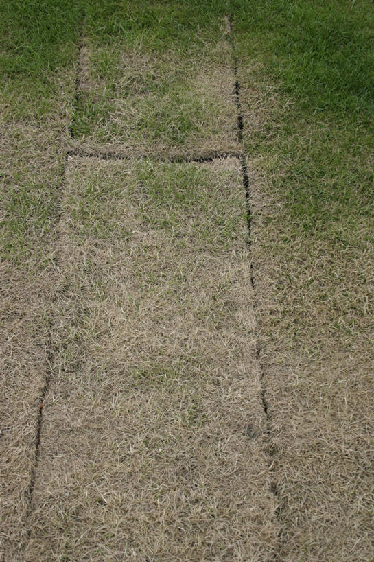 无人,竖图,俯视,室外,特写,白天,草地,美景,植物,德国,欧洲,景观,泥土,土壤,首都,柏林,草,绿色,自然,景色,西欧,自然风光,德意志联邦共和国,柏林州,彩图,高角度拍摄