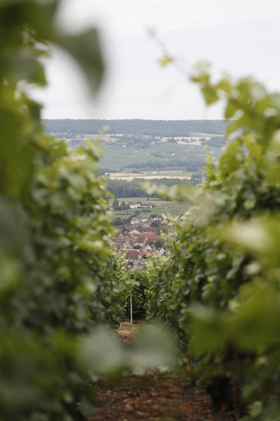 无人,果园,竖图,室外,白天,正面,旅游,度假,美景,田园,道路,路,叶子,法国,欧洲,朦胧,模糊,景观,小路,绿叶,交通,娱乐,葡萄园,架子,自然,庄园,享受,休闲,嫩叶,景色,放松,乡间小路,支撑,固定,自然风光,葡萄架,法兰西共和国,法兰西第五共和国,香槟.阿登,香槟.阿登大区,马恩省,兰斯,叶,叶片,彩图