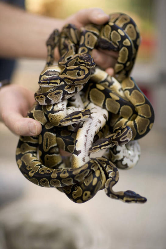 西方人,手,一个人,捧,竖图,俯视,室内,特写,白天,野生动物,欧洲,欧洲人,双手,仅一个男性,仅一个人,朦胧,模糊,蟒蛇,爬行动物,蛇,仅一个年轻男性,动物,手部,冷血动物,凶猛,脊椎动物,长虫,残暴,凶残,男人,男性,年轻男性,白种人,端,端着,捧着,手捧,半身,彩图,高角度拍摄,冷血