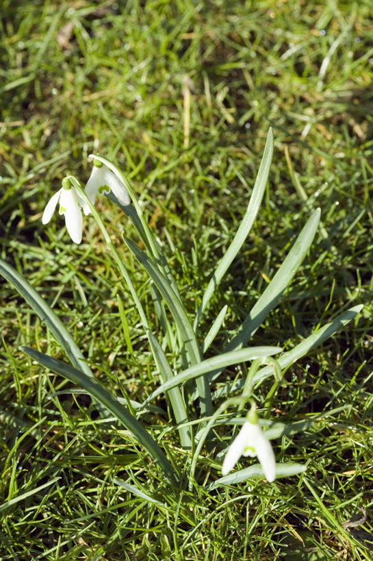 无人,竖图,俯视,室外,特写,白天,花海,花圃,美景,植物,叶子,阴影,盛开,光线,影子,景观,花蕾,花,花瓣,花朵,花卉,鲜花,绿色,白色,阳光,自然,花丛,花束,花田,花苞,花蕊,景色,新生,自然风光,雪花莲,雪片莲,生日花,彩图,高角度拍摄