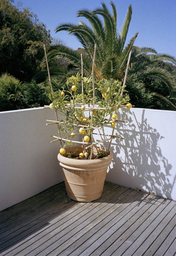 无人,露台,竖图,室外,白天,正面,美景,植物,阳台,棕榈树,叶子,阴影,光线,盆栽,影子,墙,景观,果树,绿叶,盆景,墙壁,墙面,树,树木,蓝色,绿色,蓝天,天空,阳光,自然,天,嫩叶,柠檬树,景色,生长,晴朗,成长,自然风光,棕榈叶,万里无云,叶,叶片,晴空,晴空万里,棕树,棕榈,彩图,露天阳台