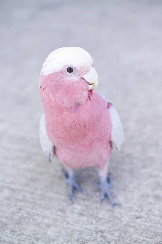 无人,站,竖图,俯视,室内,白天,鸟,鹦鹉,阴影,反射,鸟类,瓷砖,地砖,影子,地面,扭头,注视,一只,观察,看,站着,转头,观看,察看,关注,粉红凤头鹦鹉,玫瑰凤头鹦鹉,站立,彩图,高角度拍摄,全身