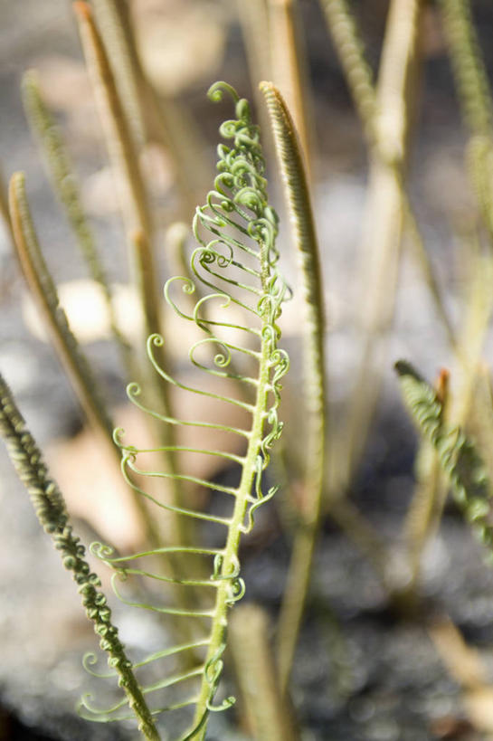 无人,竖图,室外,特写,白天,正面,美景,植物,阴影,朦胧,模糊,光线,影子,景观,绿色,阳光,自然,景色,生长,成长,蕨类,蕨类植物,自然风光,欧洲蕨,彩图