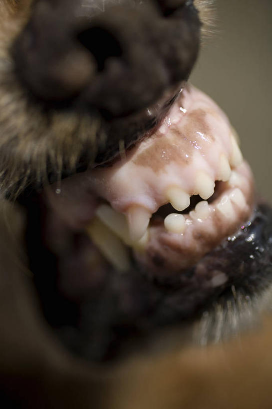 嘴,牙齿,无人,竖图,俯视,室内,特写,白天,宠物,狗,朦胧,模糊,一只,动物,可爱,警犬,忠诚,齿,口,口腔,牙,牙龈,嘴巴,嘴唇,犬,半身,彩图,高角度拍摄,警用犬