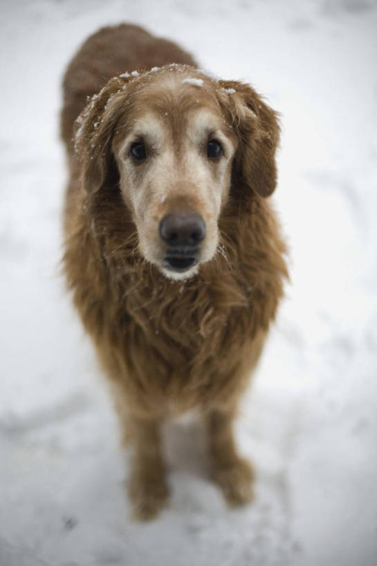 无人,站,竖图,俯视,室外,白天,雪,大雪,宠物,狗,积雪,雪景,冬季,冬天,注视,金毛犬,一只,动物,观察,看,站着,寒冷,可爱,金毛,观看,察看,金毛猎犬,关注,寻回犬,金毛寻回犬,忠诚,严寒,金毛狗,金毛寻回狗,寻回狗,犬,站立,彩图,高角度拍摄,全身