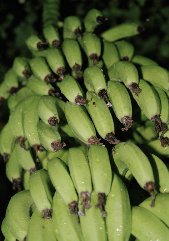 无人,竖图,室外,特写,夜晚,仰视,美景,植物,香蕉,水果,许多,阴影,新鲜,反射,影子,景观,生食,食品,果实,果树,香蕉树,树,树木,食物,绿色,自然,景色,有机食品,绿色食品,生长,成长,自然风光,甘蕉,彩图,低角度拍摄