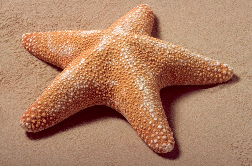 无人,横图,俯视,室外,特写,白天,美景,海星,阴影,光线,影子,景观,海洋生物,一个,阳光,自然,动物,生物,景色,单个,自然风光,棘皮动物门,星鱼,彩图,高角度拍摄