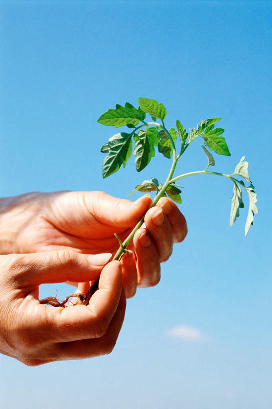 西方人,手,一个人,农民,竖图,室外,特写,白天,仰视,叶子,欧洲,欧洲人,双手,仅一个男性,仅一个人,握,阴影,朦胧,模糊,光线,影子,云,云朵,绿叶,云彩,仅一个年轻男性,蓝色,白云,蓝天,天空,阳光,天,手部,嫩叶,握着,晴朗,农人,男人,男性,年轻男性,白种人,叶,叶片,晴空,农夫,半身,彩图,低角度拍摄