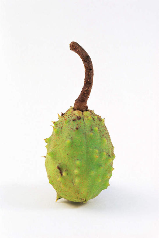 无人,竖图,室内,特写,白天,白色背景,正面,水果,阴影,新鲜,光线,影子,板栗,栗子,生食,食品,坚果,果实,毛栗子,食物,一个,摄影,有机食品,绿色食品,影棚,单个,七叶树,毛栗,栗果,栗楔,娑罗树,彩图,影棚拍摄,拍摄