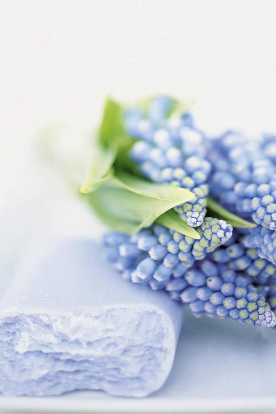 无人,竖图,室内,特写,白天,正面,爱情,化妆,美容,叶子,护肤,阴影,朦胧,模糊,盛开,光线,影子,绿叶,花蕾,花,花瓣,花朵,鲜花,一个,紫色,化妆品,肥皂,香皂,日用品,洗浴用品,花苞,花蕊,清洁,保养,享受,休闲,嫩叶,放松,保健,单个,悲伤,护肤品,忧郁,舒缓,养颜,去污,紧肤,嫩肤,蓝壶花,蓝瓶花,葡萄百合,葡萄风信子,葡萄麝香兰,葡萄水仙,妒忌,叶,叶片,洗涤,彩图