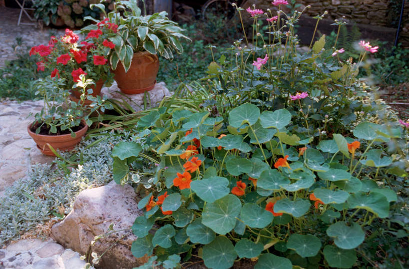 无人,横图,俯视,室外,白天,石头,美景,花盆,阴影,盛开,光线,石子,影子,景观,园艺,花蕾,花,花瓣,花朵,鲜花,阳光,自然,花苞,花蕊,景色,园林,自然风光,旱金莲,金莲花,寒金莲,旱荷,旱莲花,金钱莲,大红雀,石块,岩石,彩图,高角度拍摄