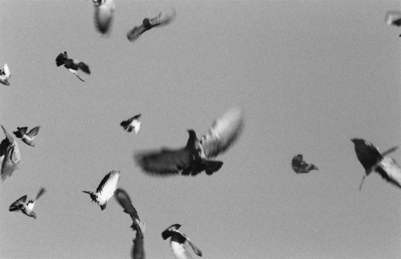无人,横图,黑白,室外,白天,仰视,友谊,鸽子,鸟,一群,许多,飞翔,伸展,张开,展翅,飞行,翅膀,鸟类,很多,翱翔,注视,飞舞,观察,看,观看,察看,象征,关注,和平,张开翅膀,遨游,漫游,信使,展开翅膀,半身,低角度拍摄