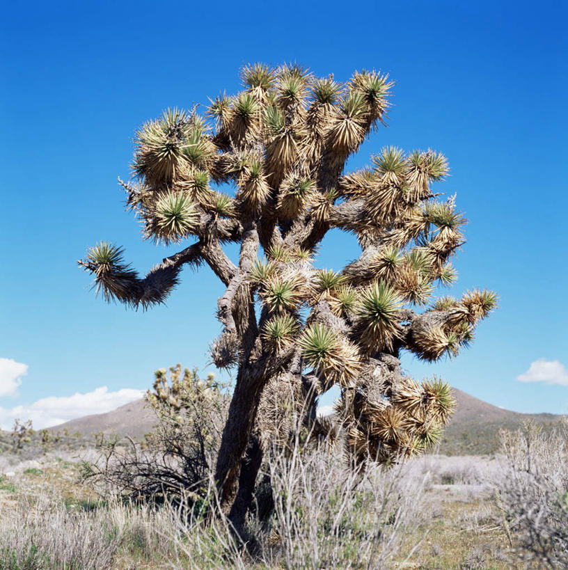 无人,竖图,室外,白天,正面,旅游,度假,美景,沙漠,山,山脉,植物,龙舌兰,一棵,阴影,枯萎,光线,影子,景观,山峰,云,云朵,枯草,山峦,云彩,娱乐,草,树,树木,黄色,蓝色,绿色,白云,蓝天,天空,阳光,自然,群山,天,享受,休闲,景色,放松,生长,晴朗,成长,希望,自然风光,毛边丝兰,软叶丝兰,丝兰,剑麻,凤尾兰,凤尾丝兰,番麻,大漠,砂漠,晴空,彩图,龙舌掌