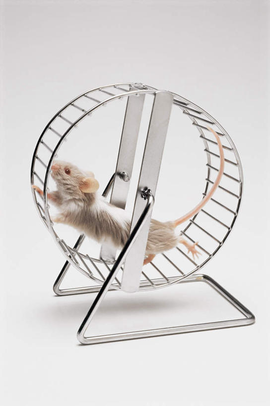 无人,竖图,室内,特写,白天,白色背景,侧面,野生动物,老鼠,金属制品,奔驰,阴影,反射,细菌,金属,影子,注视,运动器械,一只,动物,奔跑,观察,看,健身器械,摄影,影棚,观看,察看,关注,健身器材,病菌,传染,四害,耗子,彩图,全身,影棚拍摄,拍摄,运动器材,跑步机