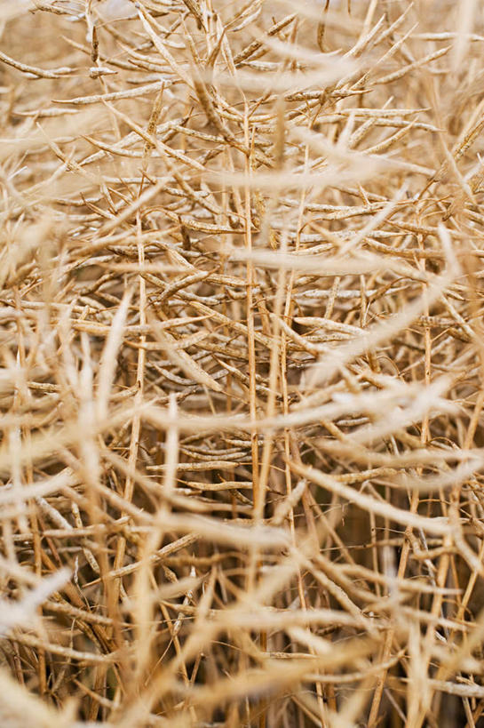 无人,农田,竖图,室外,特写,白天,正面,庄稼,农作物,朦胧,模糊,油菜花,彩图,耕地,庄稼田,芸苔,芸薹