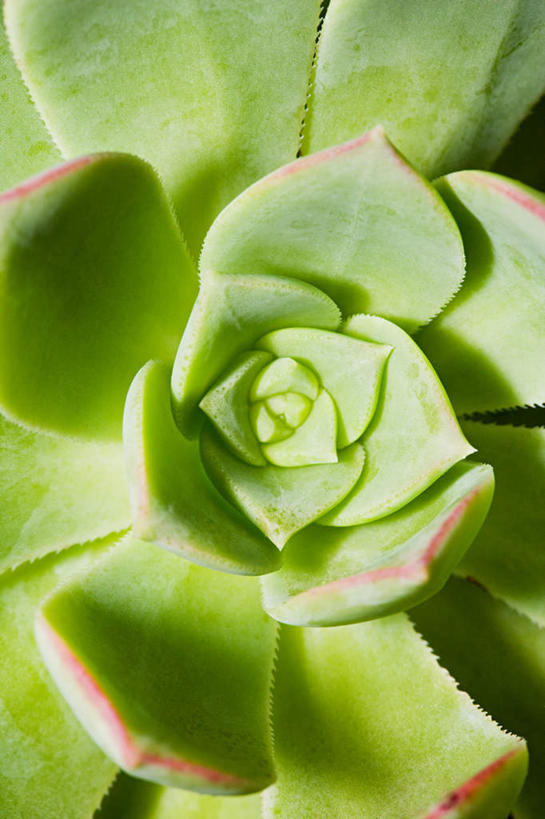 无人,竖图,俯视,室外,特写,白天,芦荟,阴影,新鲜,反射,影子,绿色,青春,生命,和平,安详,罗帷草,讷会,奴会,象鼻莲,象胆,冷色,彩图,高角度拍摄,油葱