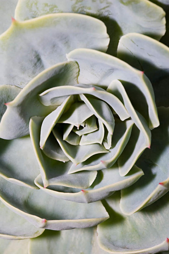 无人,竖图,俯视,室外,特写,白天,芦荟,阴影,新鲜,反射,影子,绿色,青春,生命,和平,安详,罗帷草,讷会,奴会,象鼻莲,象胆,冷色,彩图,高角度拍摄,油葱