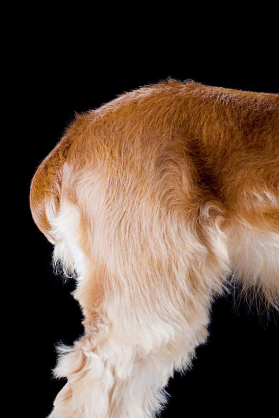 臀部,无人,站,竖图,室内,特写,白天,侧面,宠物,狗,黑色背景,一只,动物,站着,可爱,摄影,影棚,忠诚,屁股,犬,站立,半身,彩图,影棚拍摄,拍摄