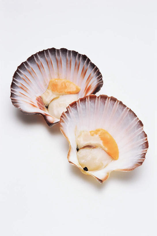 海鲜,无人,竖图,俯视,室内,特写,白天,白色背景,阴影,反射,影子,扇贝,水产,海洋生物,两个,摄影,影棚,水生动物,海产品,水生物,海底动物,彩图,高角度拍摄,影棚拍摄,拍摄