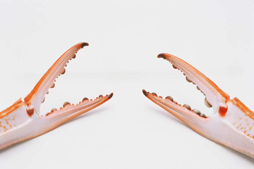 蟹,无人,横图,俯视,室内,特写,白天,白色背景,阴影,花纹,反射,螃蟹,钳子,影子,两个,一只,摄影,影棚,彩图,高角度拍摄,影棚拍摄,拍摄