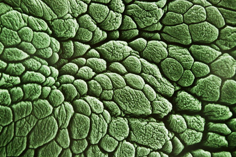 膀胱,无人,横图,俯视,室内,特写,白天,仪器,静物,检查,反射,分析,科学,医学,纹路,纹理,显微镜,绿色,观察,清晰,探索,人体,放大,观看,仔细,透镜,生物学,凸透镜,聚焦,关注,生理学,肌理,光学,清楚,彩图,高角度拍摄