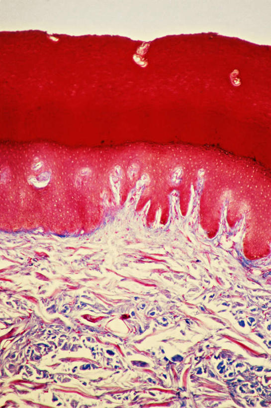 无人,竖图,俯视,室内,特写,白天,仪器,微生物,检查,反射,分析,科学,医学,纹路,纹理,细胞,显微镜,红色,观察,清晰,探索,放大,观看,仔细,透镜,生物学,凸透镜,聚焦,关注,神经元,肌理,光学,清楚,神经细胞,彩图,高角度拍摄