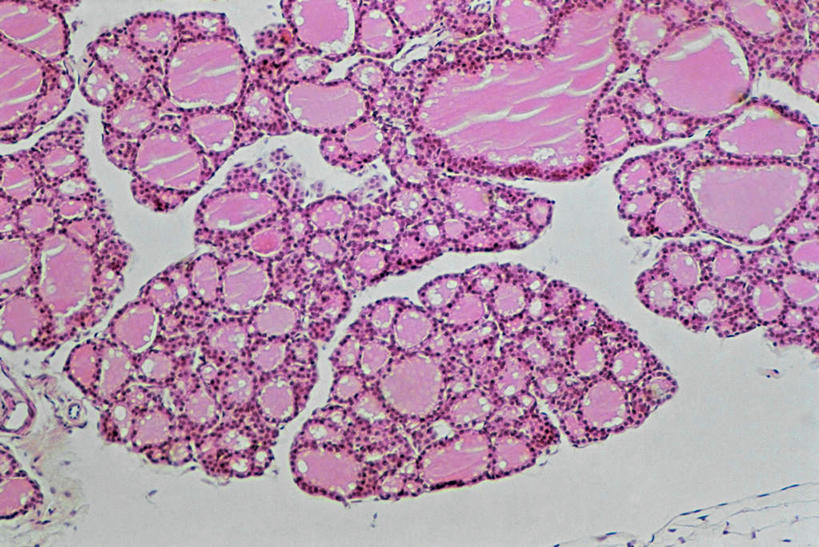 无人,横图,俯视,室内,特写,白天,仪器,微生物,检查,反射,分析,科学,医学,纹路,纹理,细胞,显微镜,紫色,观察,清晰,探索,放大,观看,仔细,透镜,生物学,凸透镜,聚焦,关注,神经元,肌理,光学,清楚,神经细胞,彩图,高角度拍摄