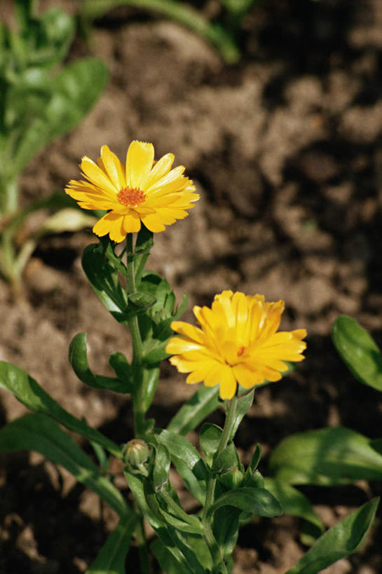无人,竖图,俯视,室外,白天,花海,花圃,美景,植物,叶子,朦胧,模糊,盛开,景观,花蕾,花,花瓣,花朵,花卉,鲜花,绿色,自然,花丛,花束,花田,花苞,花蕊,景色,分别,自然风光,离别,长生菊,黄金盏,金盏花,金盏菊,醒酒花,惜别,彩图,高角度拍摄