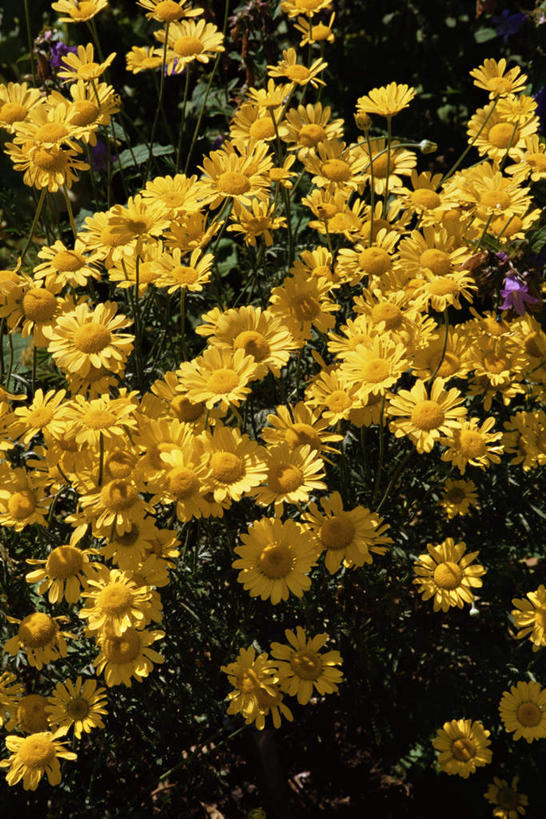 无人,竖图,俯视,室外,白天,花海,花圃,美景,植物,叶子,朦胧,模糊,盛开,景观,花蕾,花,花瓣,花朵,花卉,鲜花,黄色,绿色,自然,花丛,花束,花田,花苞,花蕊,景色,甘菊,自然风光,杭菊花,高尚,杭白菊,彩图,高角度拍摄