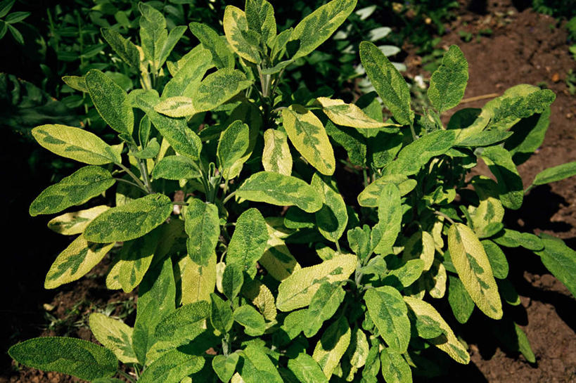 无人,家庭,横图,俯视,室外,特写,白天,智慧,美景,叶子,许多,景观,泥土,土壤,绿叶,自然,嫩叶,景色,鼠尾草,自然风光,理性,叶,叶片,彩图,高角度拍摄