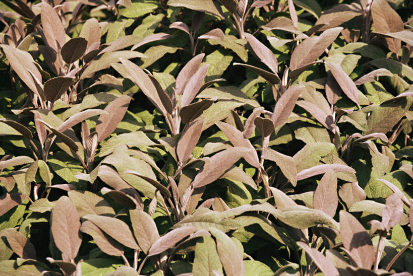 无人,家庭,横图,俯视,室外,特写,白天,智慧,美景,叶子,阴影,反射,影子,景观,绿叶,自然,嫩叶,景色,鼠尾草,自然风光,理性,叶,叶片,彩图,高角度拍摄