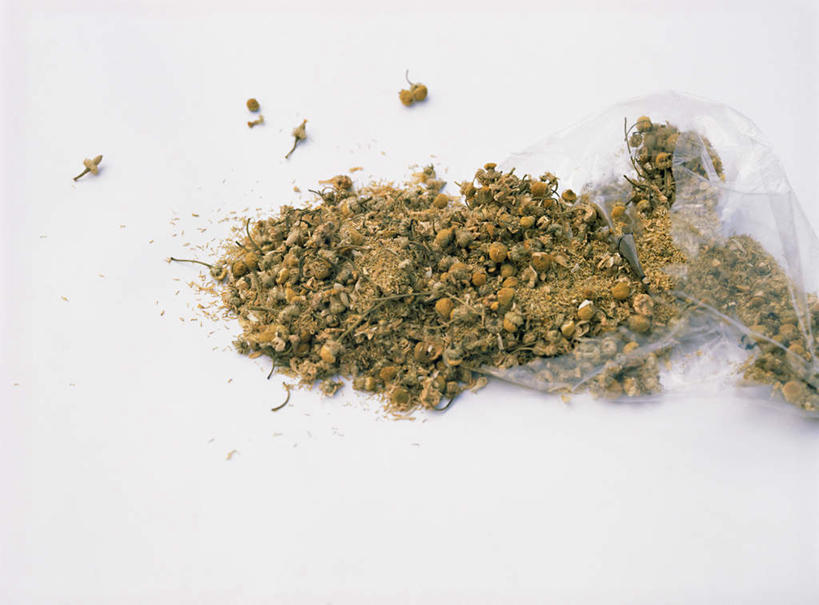 无人,横图,俯视,室内,特写,白天,白色背景,许多,阴影,盛开,反射,影子,花蕾,花,花瓣,花朵,鲜花,花苞,花蕊,摄影,甘菊,影棚,杭菊花,高尚,杭白菊,彩图,高角度拍摄,影棚拍摄,拍摄