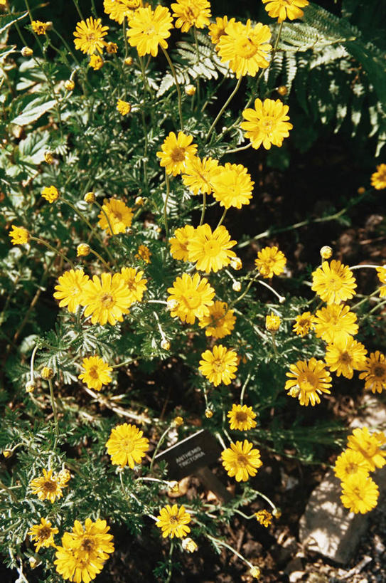 无人,竖图,室外,特写,白天,正面,美景,叶子,吊挂,悬挂,盛开,景观,绿叶,挂,花蕾,花,花瓣,花朵,鲜花,黄色,自然,花苞,花蕊,嫩叶,景色,甘菊,自然风光,杭菊花,高尚,杭白菊,叶,叶片,彩图