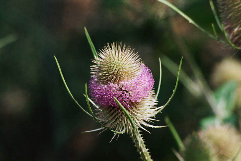 无人,横图,室外,特写,白天,正面,美景,植物,叶子,阴影,朦胧,模糊,反射,影子,景观,绿叶,草药,药草,中药,自然,嫩叶,景色,自然风光,药材,中草药,中药材,本草,川续断,川续断然,刺芹儿,叶,叶片,彩图