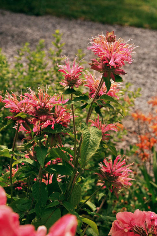 无人,竖图,俯视,室外,特写,白天,花海,花圃,美景,植物,道路,路,叶子,朦胧,模糊,盛开,景观,小路,绿叶,交通,花蕾,佛手,花,花瓣,花朵,花卉,鲜花,绿色,自然,花丛,花束,花田,花苞,花蕊,嫩叶,景色,佛手柑,吉祥,自然风光,美观,幸运,叶,叶片,彩图,高角度拍摄
