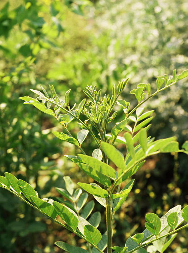无人,竖图,室外,特写,白天,正面,美景,植物,叶子,阴影,朦胧,模糊,光线,影子,景观,绿叶,草药,药草,中药,阳光,自然,嫩叶,景色,甘草,自然风光,药材,中草药,中药材,本草,生甘草,叶,叶片,彩图