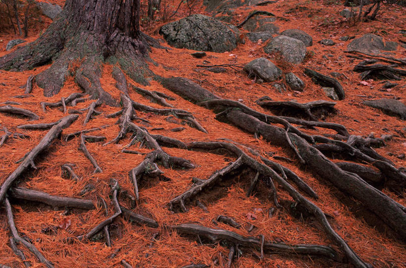 无人,横图,俯视,室外,特写,白天,旅游,度假,美景,森林,树林,植物,松树,叶子,景观,枯叶,落叶,树根,树桩,娱乐,树,树干,树木,红色,绿色,自然,享受,休闲,木桩,景色,放松,生长,成长,自然风光,坚定,长寿,贞洁,叶,叶片,彩图,高角度拍摄