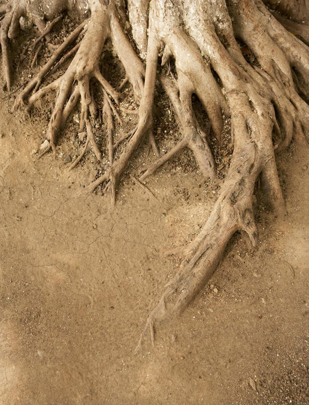 无人,竖图,俯视,室外,特写,白天,旅游,度假,美景,植物,阴影,光线,影子,景观,树根,枝条,娱乐,树,树木,树枝,阳光,自然,享受,休闲,景色,放松,自然风光,虬枝,枝杈,彩图,高角度拍摄