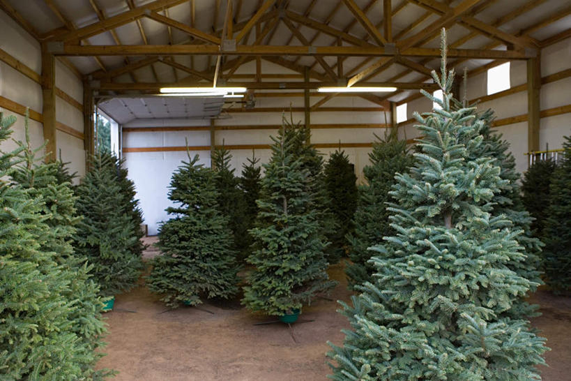 无人,横图,室外,白天,正面,植物,储藏室,窗户,照明,圣诞节,节日,庆祝,墙,灯光,圣诞树,文化,顶灯,玻璃窗,墙壁,墙面,灯,树,树木,绿色,自然,灯具,庆典,生长,成长,纪念,照亮,照明设备,彩图