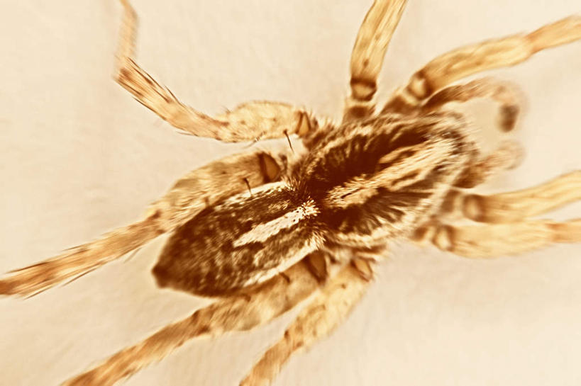 无人,横图,俯视,室内,特写,白天,白色背景,昆虫,蜘蛛,注视,一只,动物,观察,看,趴着,摄影,影棚,观看,察看,八脚螅,关注,节肢动物,益虫,狼蛛,波丝,趴,半身,彩图,高角度拍摄,影棚拍摄,拍摄